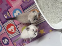 İstanbul Beylikdüzü 2 aylık scottish fold yavrularımız