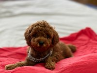Kore Kan Toy Poodle