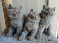 Peluş tüylü british shorthair yavrularımız