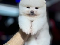 Teddy Pomeranian Boo WC Eğitimli