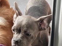 Yavurlarımız yeni yuva arıyor french bulldog