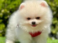Sevimli Pomeranian Boo Yavrularımız