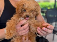 Teacup Erkek Poodle Mini