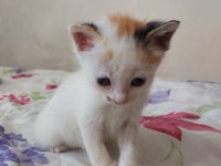 Minnoş kedilere acil kalıcı yuva