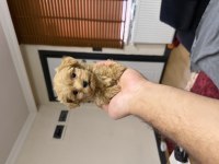 Micro teacup özel yavru