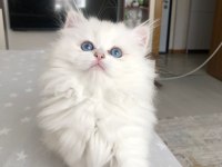 Irk garantili british longhair kedisi