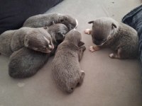 Blue Elma Kafa Teacup Şivavalar 1 Ağustos Doğumlu