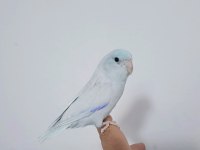 Takım rainbow muhabbet kuşları
