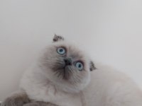 scottish fold dişi