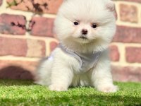 Pomeranian boo 2.5 aylık dişi erkek