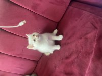 British shorthair kar beyazı mavi gözlü yavrular 6 kardeşten