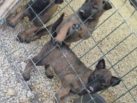 Sağlık Ve Irk Garantili Belçika Malinois Yavrularımız