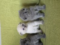 A kalite scottish fold yavrular