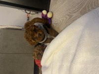 EV ORTAMINDA BAKILAN IRK VE SAĞLIK GARANTİLİ TOY POODLE