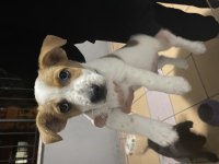 Pali kısa bacak acil sahiplendirilecek pinscher