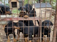 Doberman Köpekler Gönderim Var