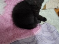 Küçük minnoş kedimiz için mesaj atın