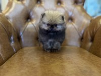 TEA CUP VE MİKRO TEA CUP POMERANİAN BOO YAVRULARIMIZ
