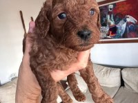 Red Brown Toy Poodle Yavrular