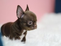 Show Teacup Chocolate Chihuahua