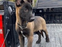 Belçika Malinois Yavrum