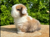 HOLLANDA LOP VE TEDDY LOP YAVRULAR