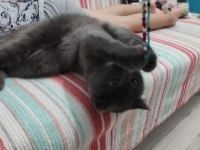 Sahiplendirme british shorthair