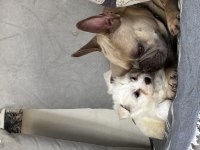 2 aylık westie batı dişi köpeğimiz