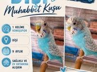 Konuşan Muhabbet Kuşu