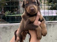 Harika Anatomi Doberman Yavrular