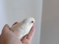 YAVRU FORPUSLAR
