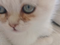 Kediler için yeni sahipler