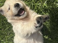 Bebek suratlı golden retriever bebeklerim