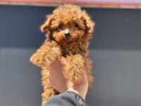Petmode köpek çiftliğinden tea cup kore poodle