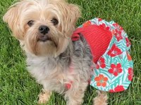 Mama Karşılığı Köpeğimizi Sahiplendirme