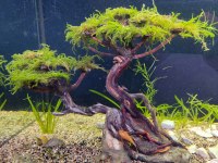 Moss Ağacı Akvaryum Dekoru