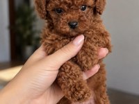 Seçkin Toy Poodle Yavrularımız