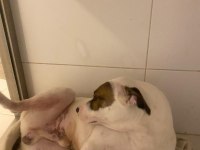 Çok uysal bir köpektir yuva arıyor