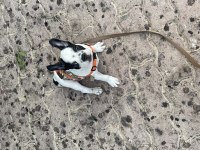 Erkek french bulldog köpeği