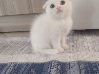 BEBEK KEDİLERİMİZ YENİ YUVASINI ARIYOR