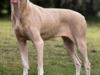 ALBİNO DOBERMAN YAVRULARI ÖZEL HİSSETMEK İSTEYENLER