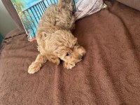 2 Aylık Toy Poodle