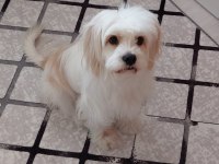Maltese Terrier 2 Yaşında