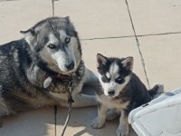 A KALİTE MASKELİ MAVİ GÖZLÜ DİŞİ YAVRU HUSKY