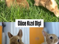 Tavşan yavruları gönderim vardır