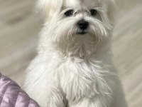 Avrupa girişli yavru köpeklerimiz