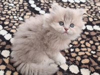 British shorthair ve longhair