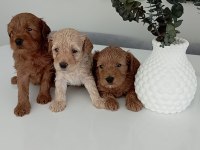 Toy poodle kalitesinde maltipoo yavrular