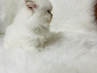 By1133 dişi iki aylık british longhair