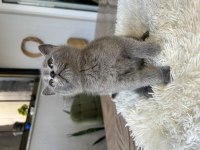 British shorthair
